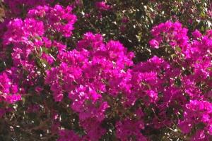 Bouganvilla